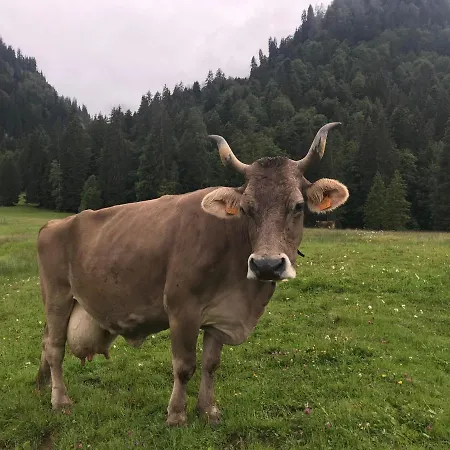 Kleine Am Rande Der Wildnis * Sibratsgfäll