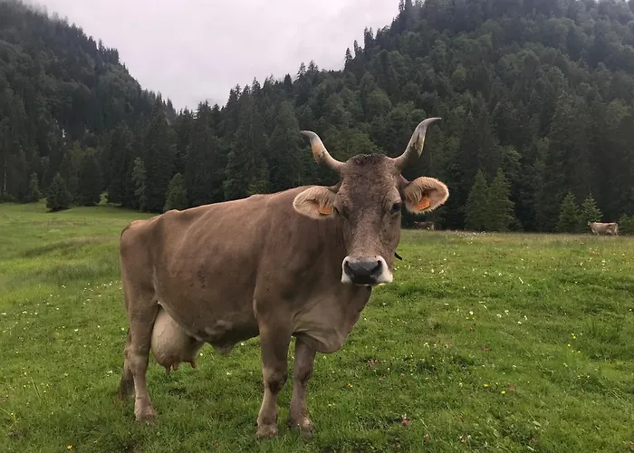 Kleine Am Rande Der Wildnis * Sibratsgfäll